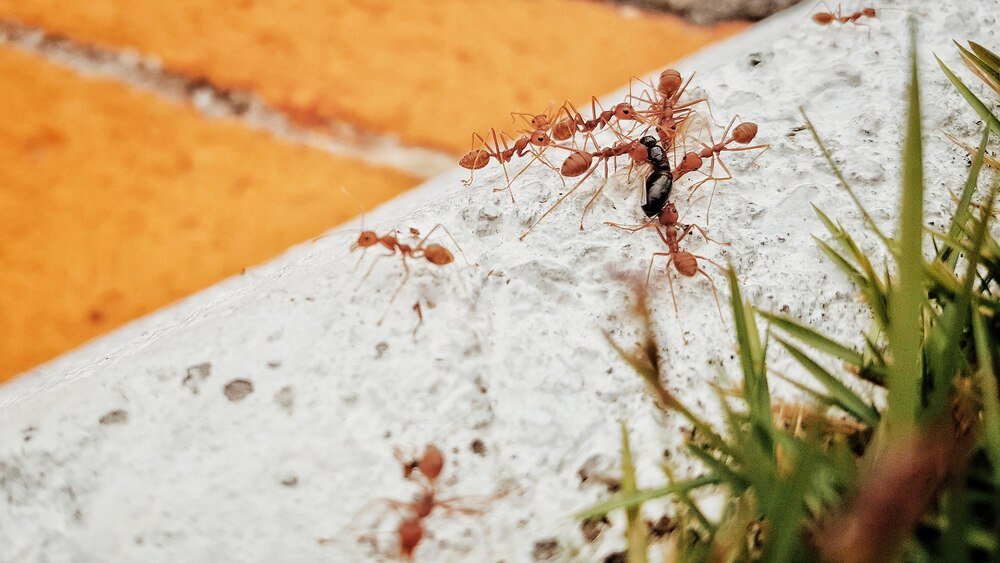 Oprysk na mrówki w ogrodzie: kiedy i jak go wykonać